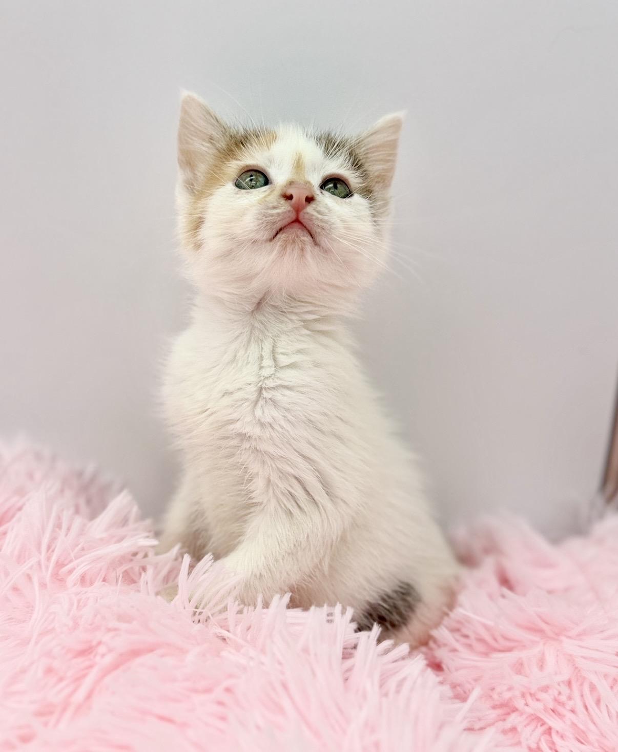 Public Intoxication, a Adoptable Pixiebob in Covington, LA image 4/6