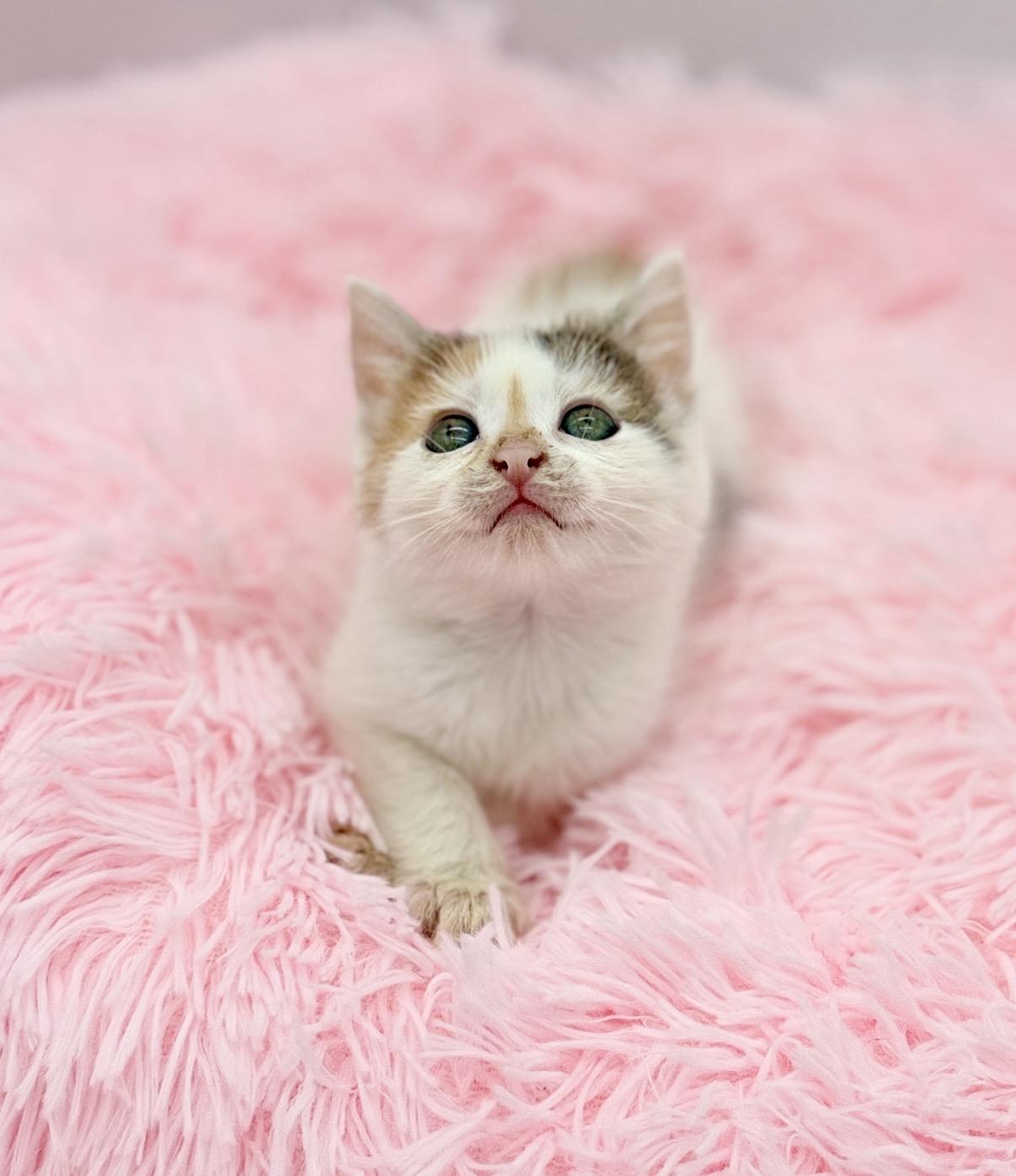 Public Intoxication, a Adoptable Pixiebob in Covington, LA image 1/6