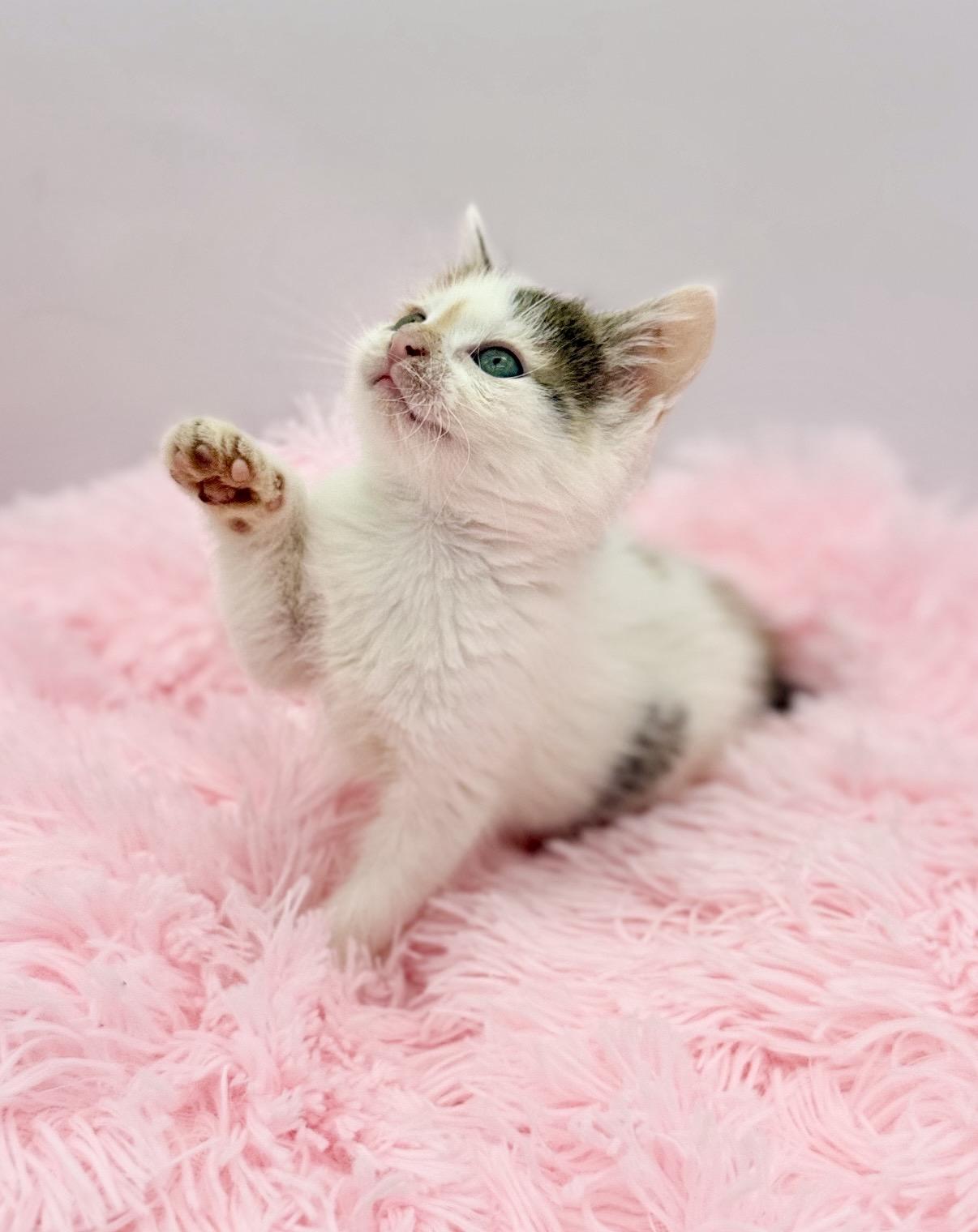 Public Intoxication, a Adoptable Pixiebob in Covington, LA image 5/6