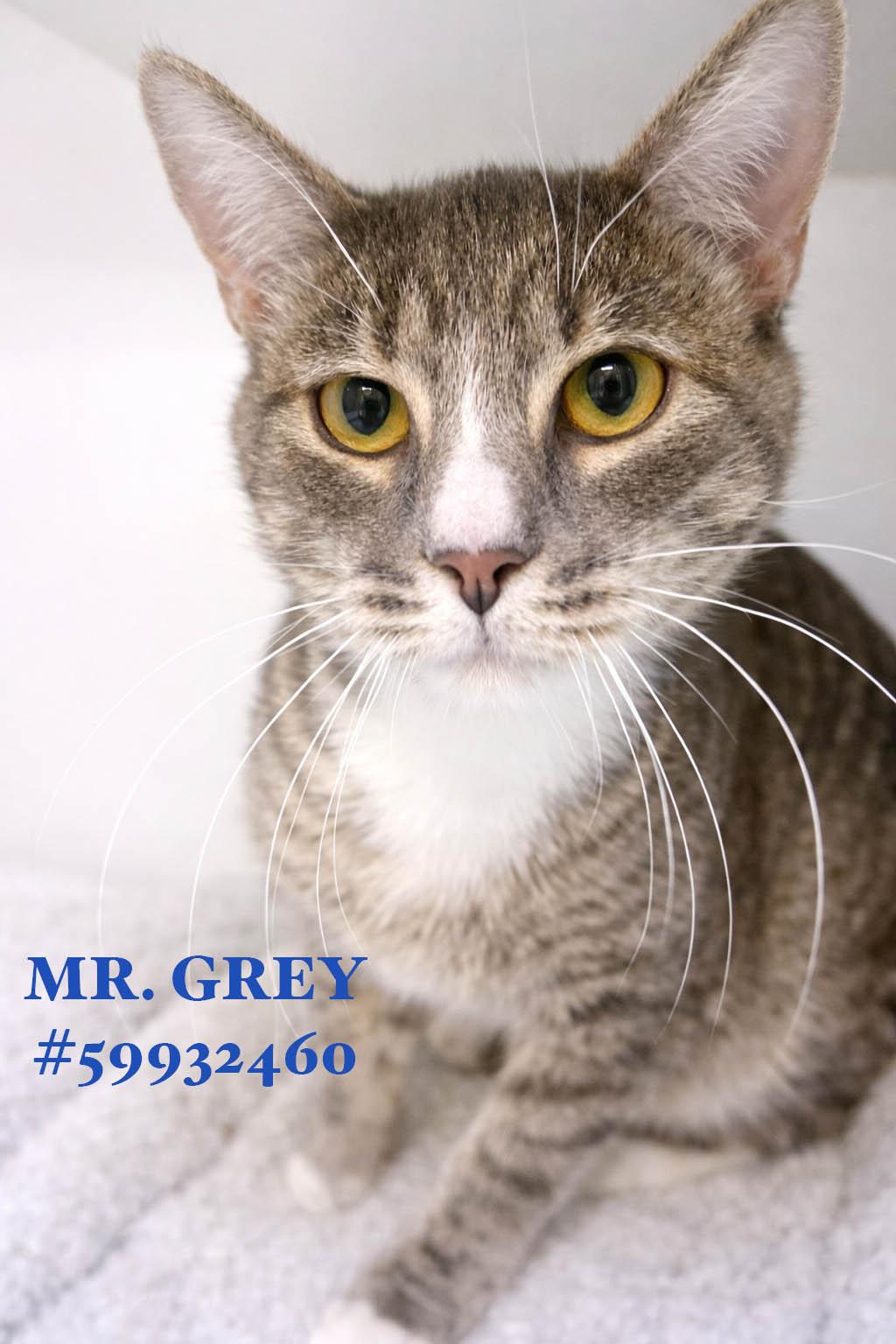 Mr. Grey , ADOPTABLE, Young Male Tabby.