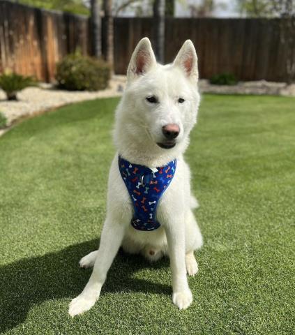 Orion, adoptable, Adult Male Siberian Husky.
