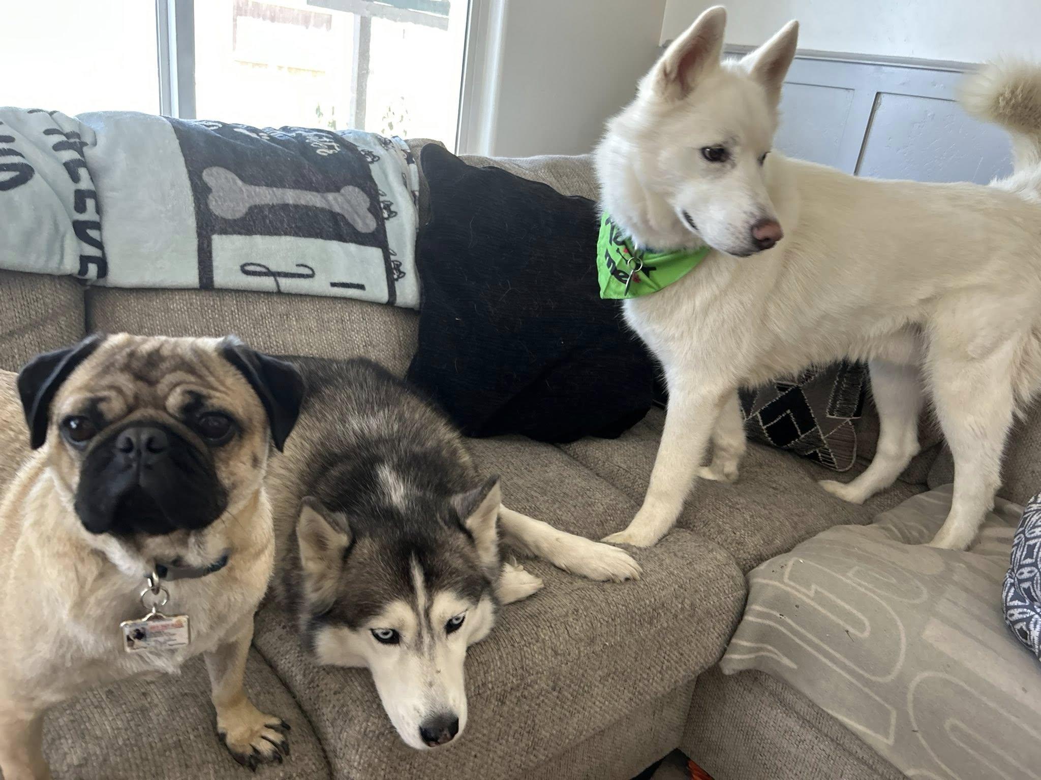 Enlarge Orion, an adoptable Siberian Husky in Thousand Oaks, CA image 6/6