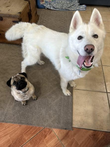Enlarge Orion, an adoptable Siberian Husky in Thousand Oaks, CA image 4/6