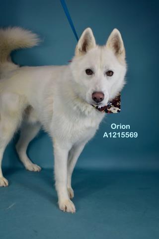 Enlarge Orion, an adoptable Siberian Husky in Thousand Oaks, CA image 2/6