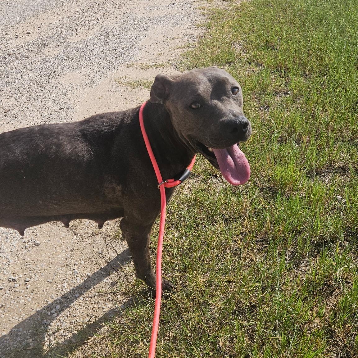 Mocha, Young Female American Staffordshire Terrier