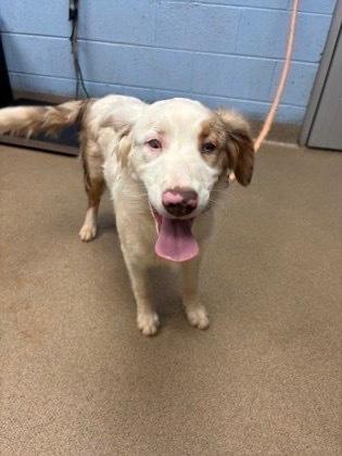 Lumi, Adoptable, Puppy Female Australian Shepherd.