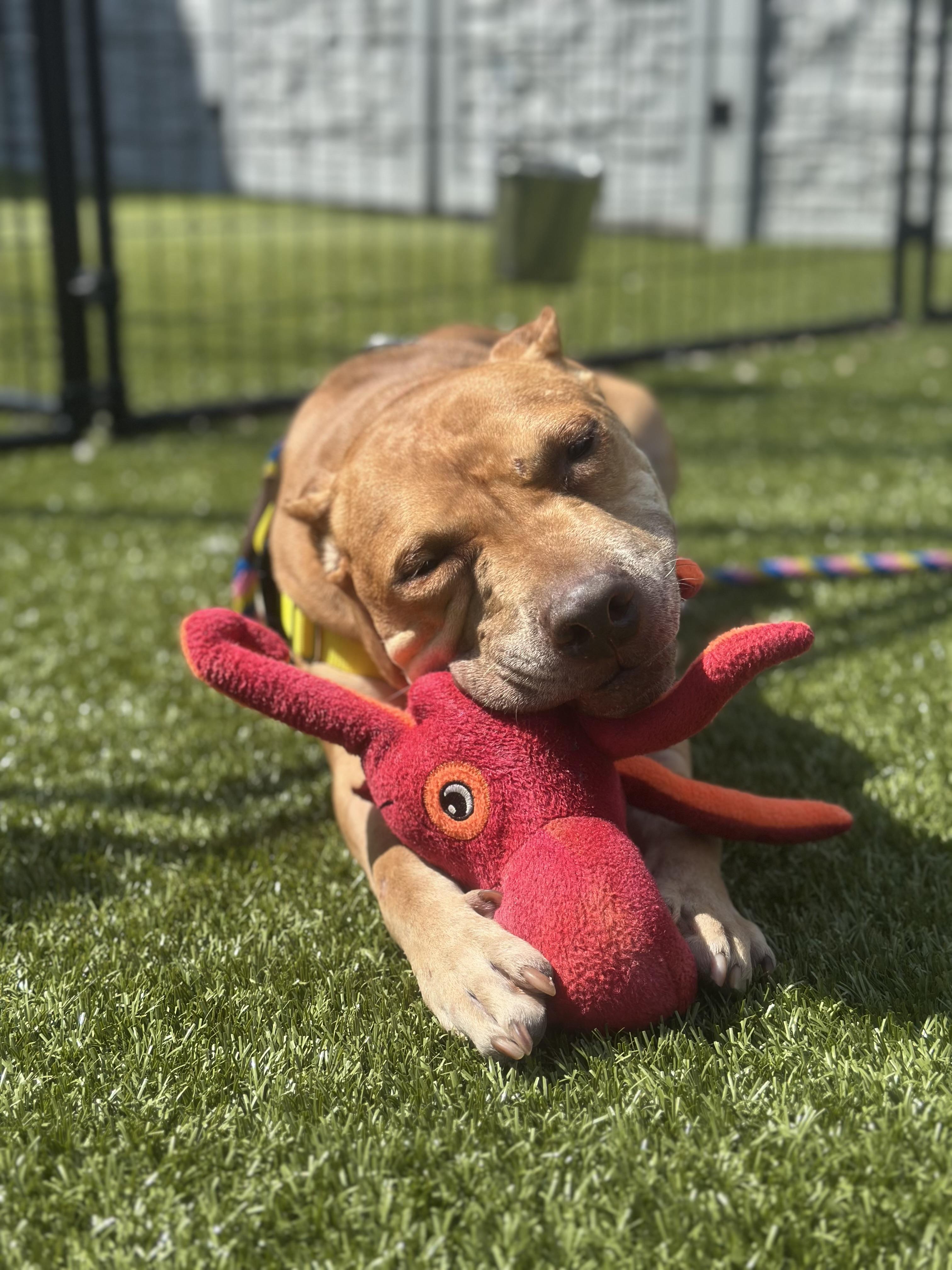 Kelsey, an adoptable Pit Bull Terrier in Columbus, OH image 4/6