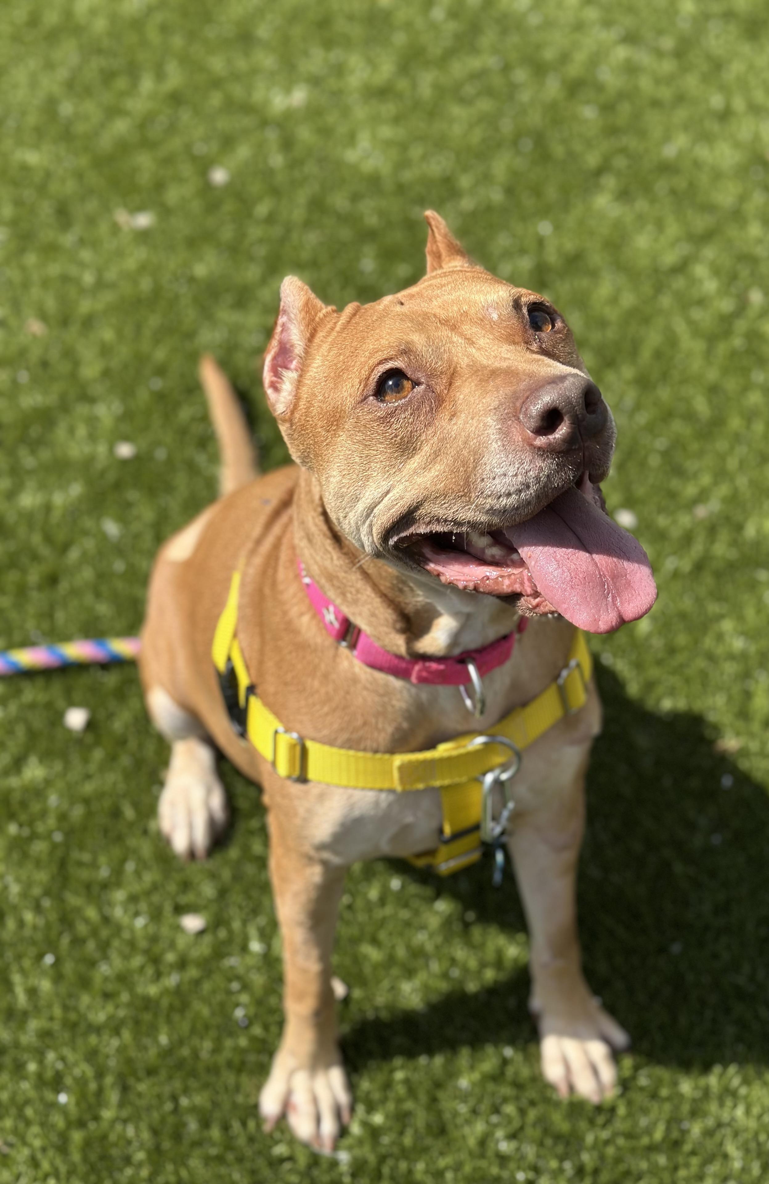 Kelsey, adoptable, Adult Female Pit Bull Terrier.