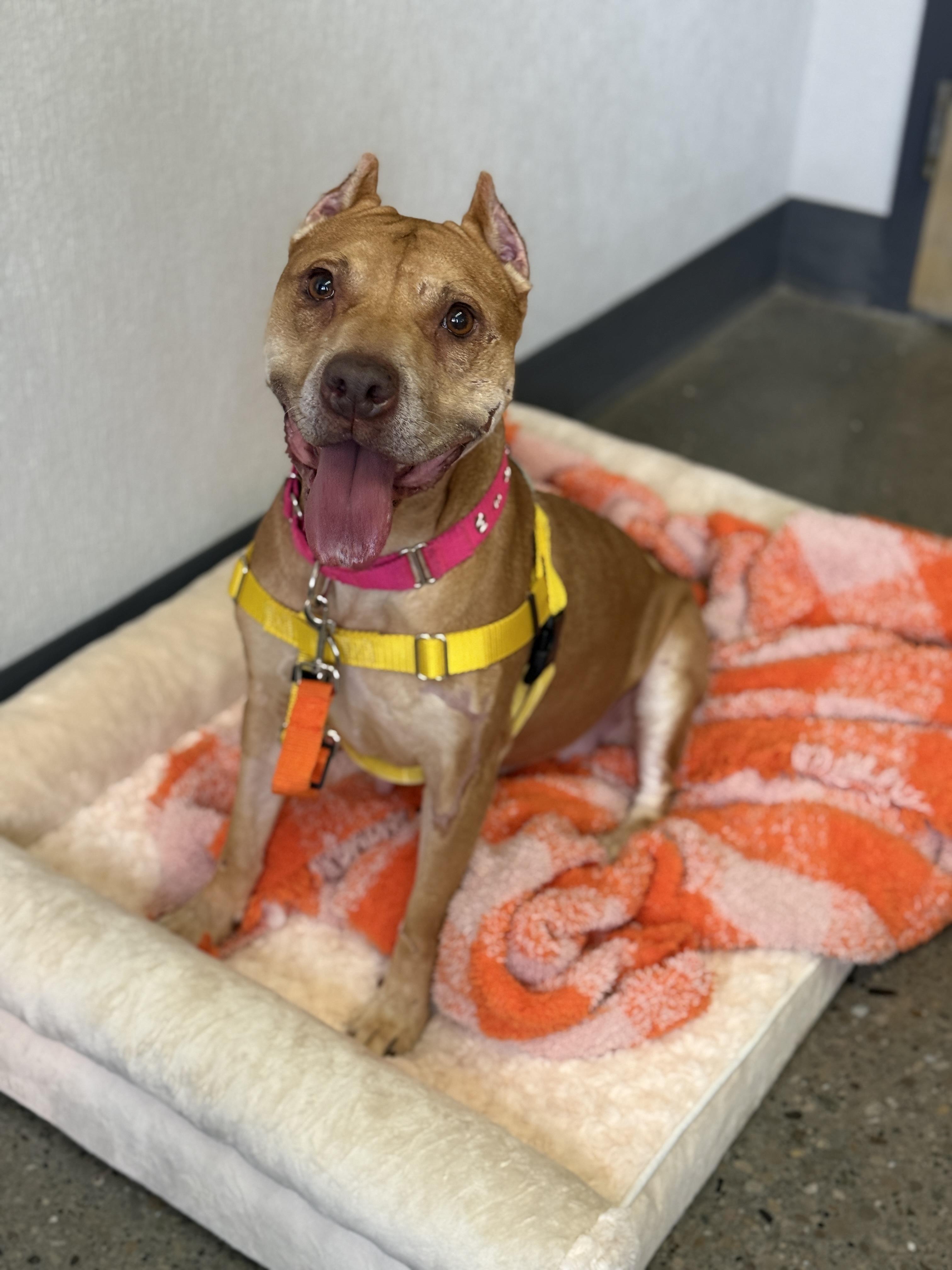 Kelsey, an adoptable Pit Bull Terrier in Columbus, OH image 3/6