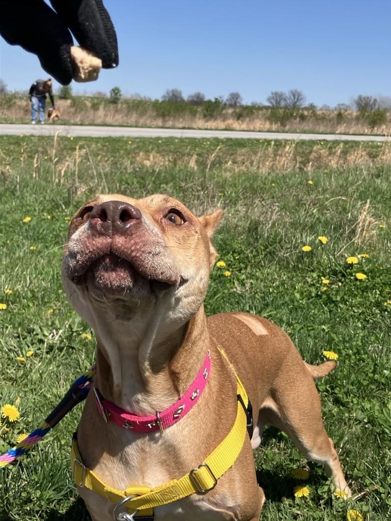 Kelsey, an adoptable Pit Bull Terrier in Columbus, OH image 6/6