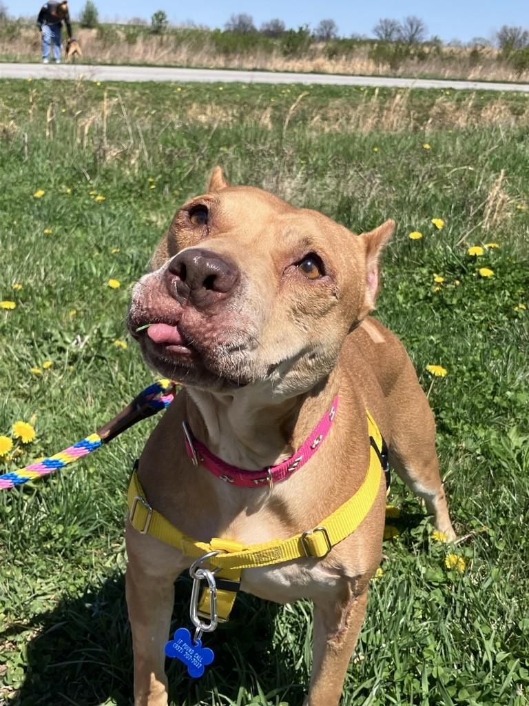 Kelsey, an adoptable Pit Bull Terrier in Columbus, OH image 2/6