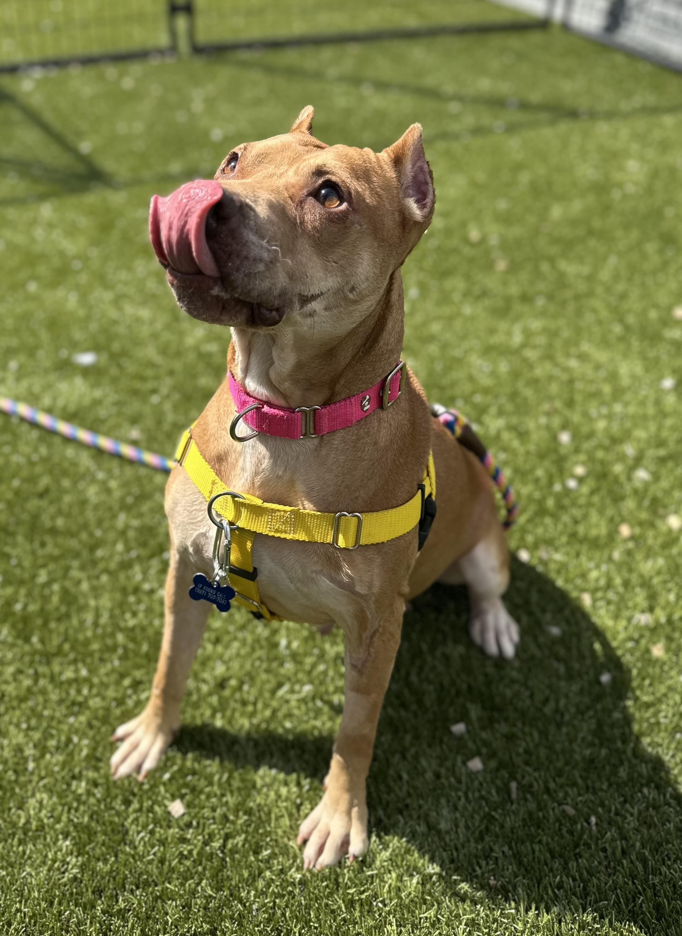 Kelsey, an adoptable Pit Bull Terrier in Columbus, OH image 5/6