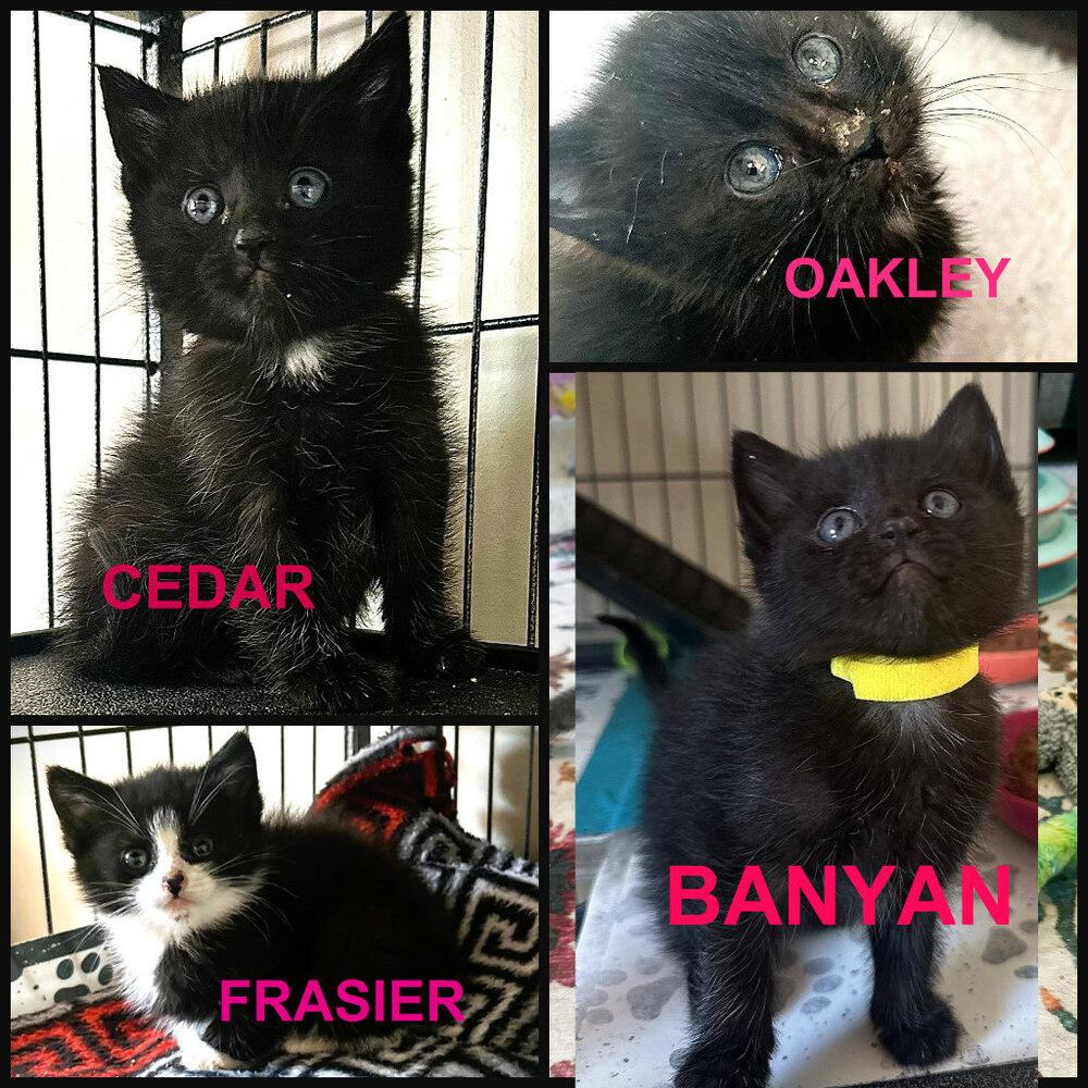 Banyan (yellow collar), Adoptable, Kitten Male Domestic Short Hair.