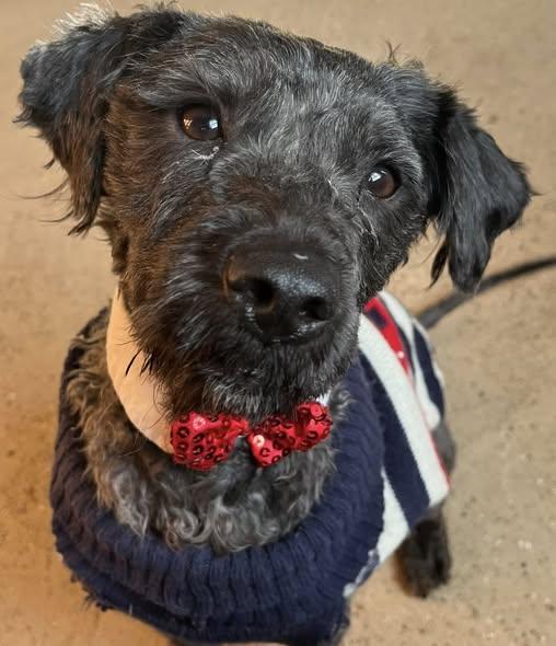 Ollie , adopted, Young Male Poodle & Schnoodle.
