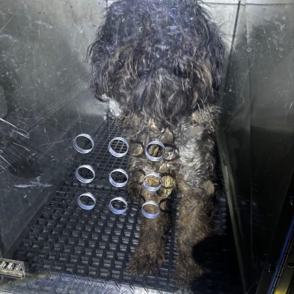 Ollie , an adopted mixed breed in Egg Harbor City, NJ image 2/5