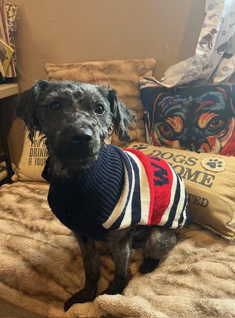 Ollie , an adopted mixed breed in Egg Harbor City, NJ image 4/5