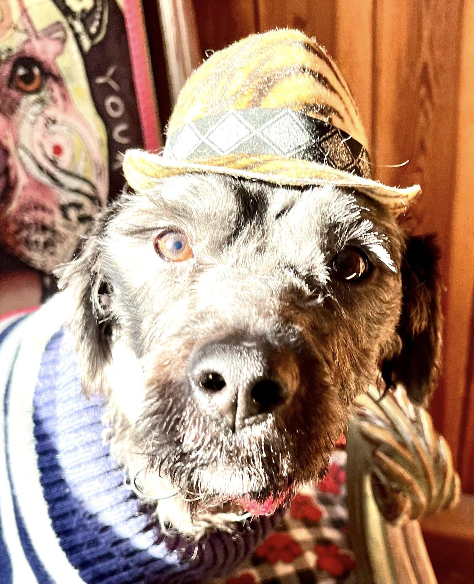 Ollie , an adopted mixed breed in Egg Harbor City, NJ image 5/5