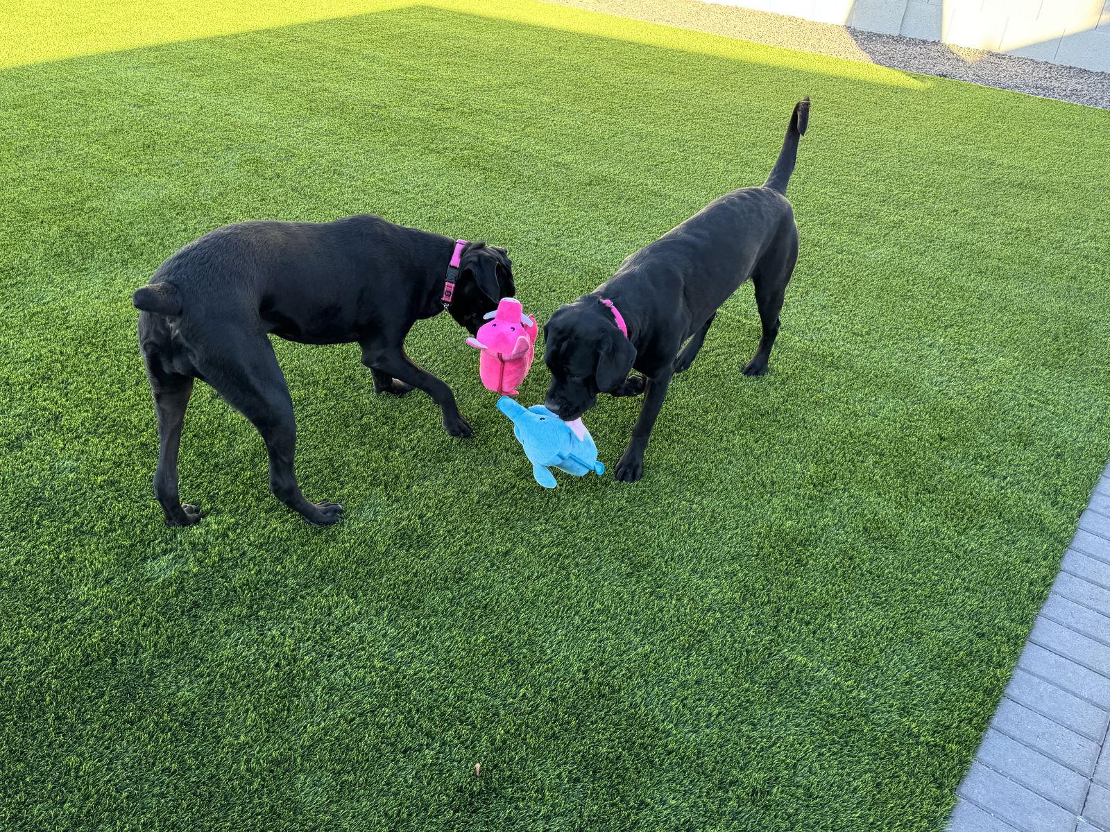 Enlarge Stormy, a Adoptable Cane Corso in Glendale, AZ image 1/3