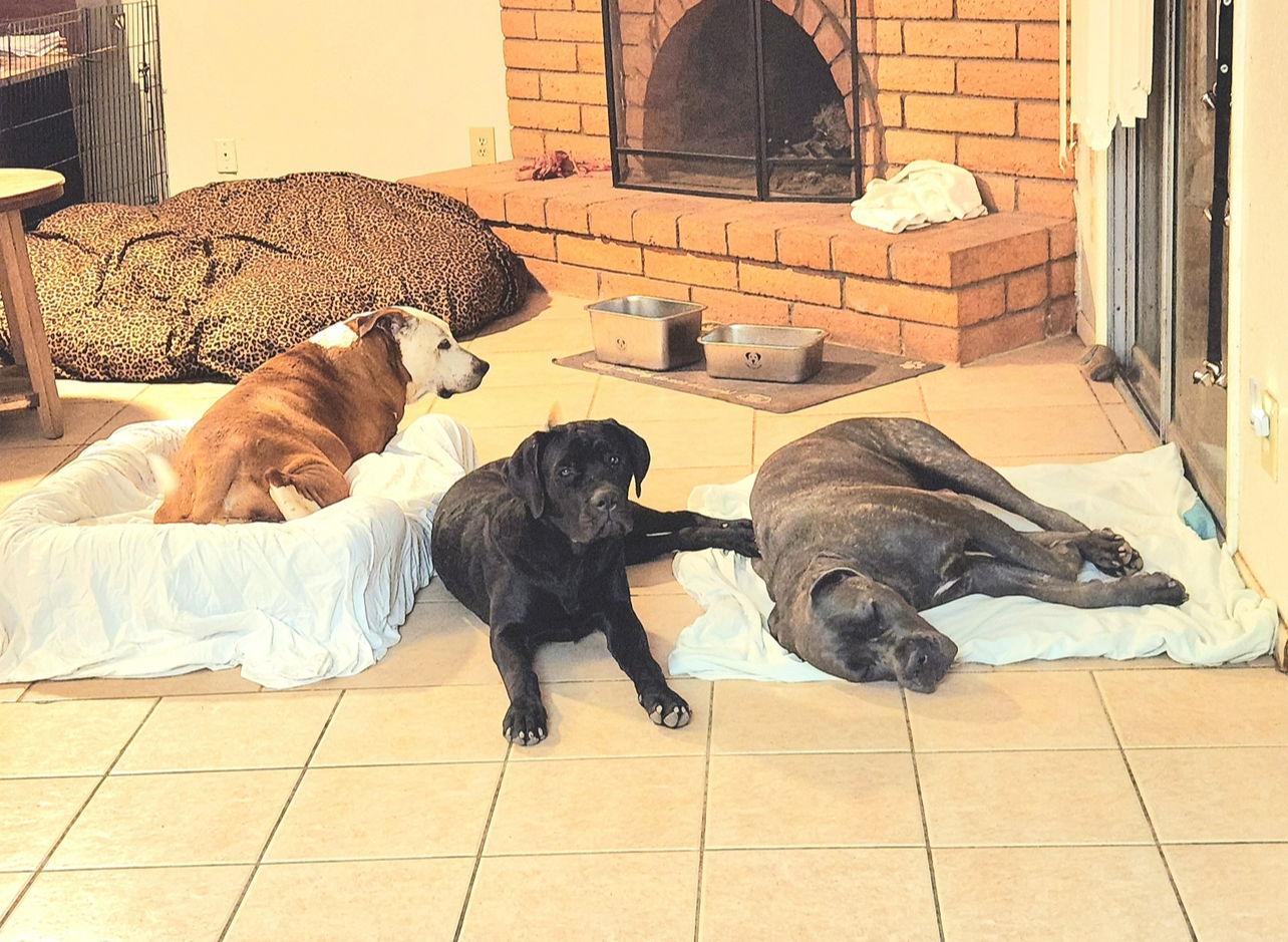 Stormy, Adoptable, Puppy Female Cane Corso.