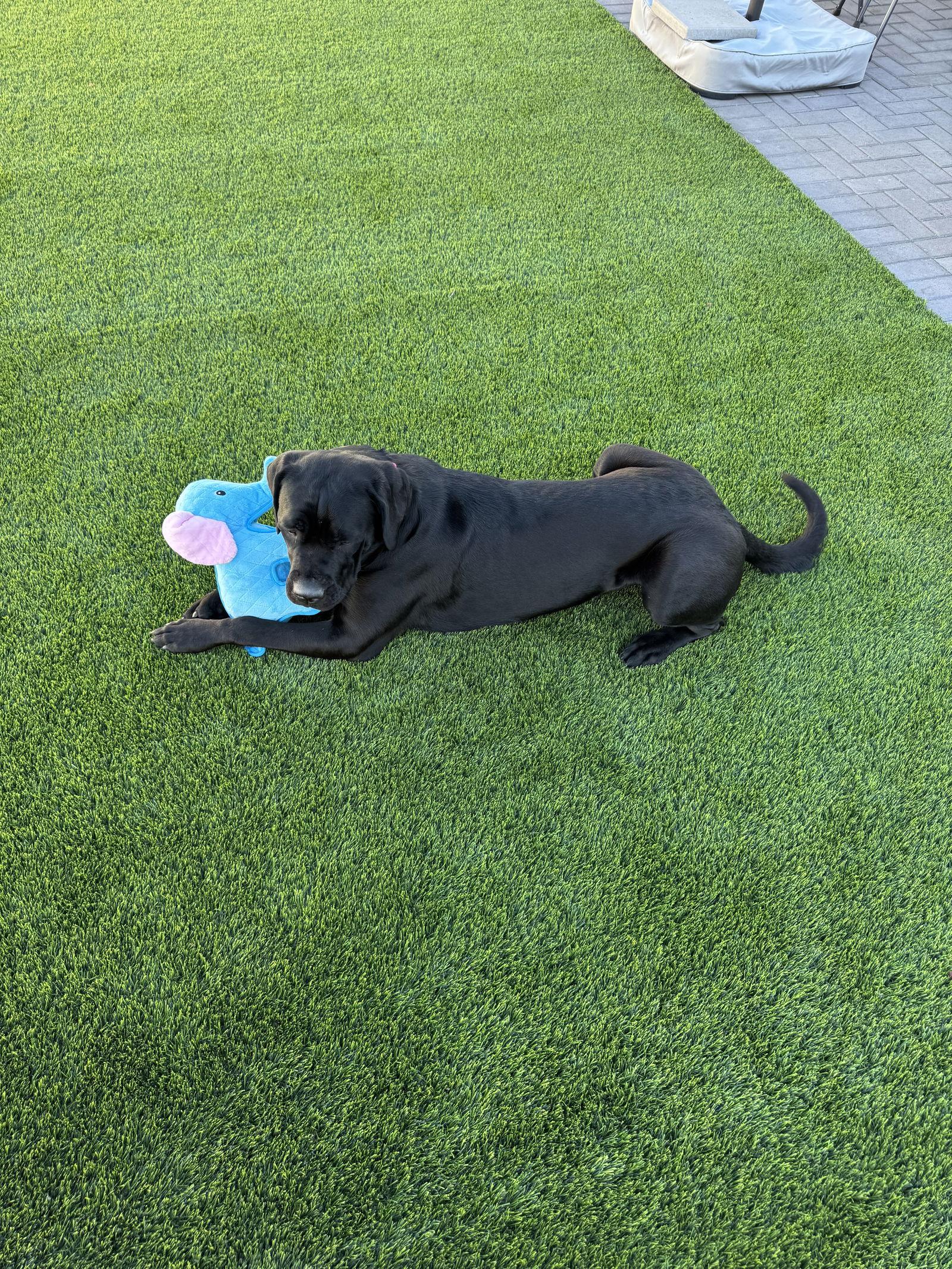 Enlarge Stormy, a Adoptable Cane Corso in Glendale, AZ image 2/3