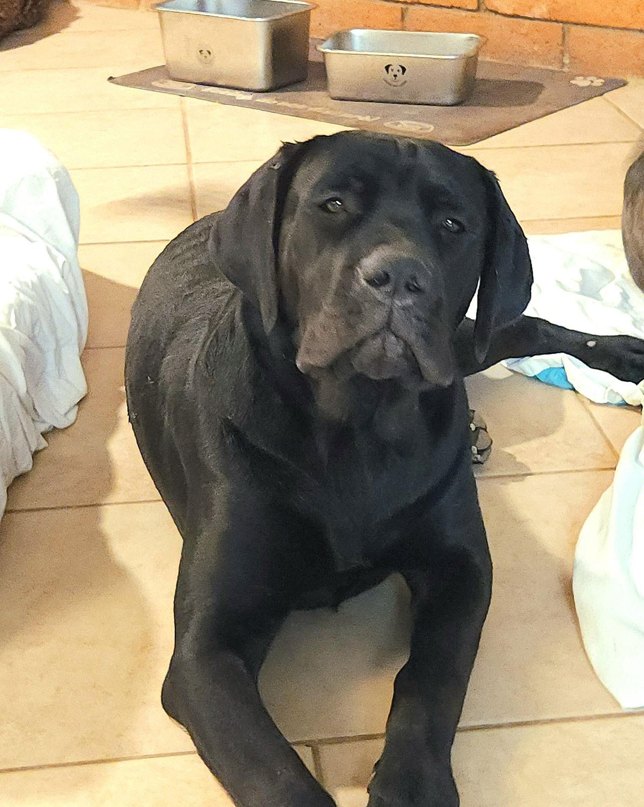 Enlarge Stormy, a Adoptable Cane Corso in Glendale, AZ image 2/3