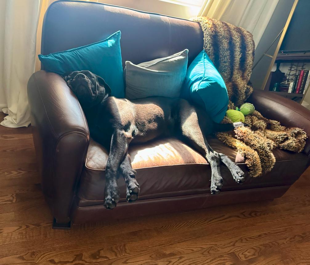 Enlarge Stormy, a Adoptable Cane Corso in Glendale, AZ image 3/3