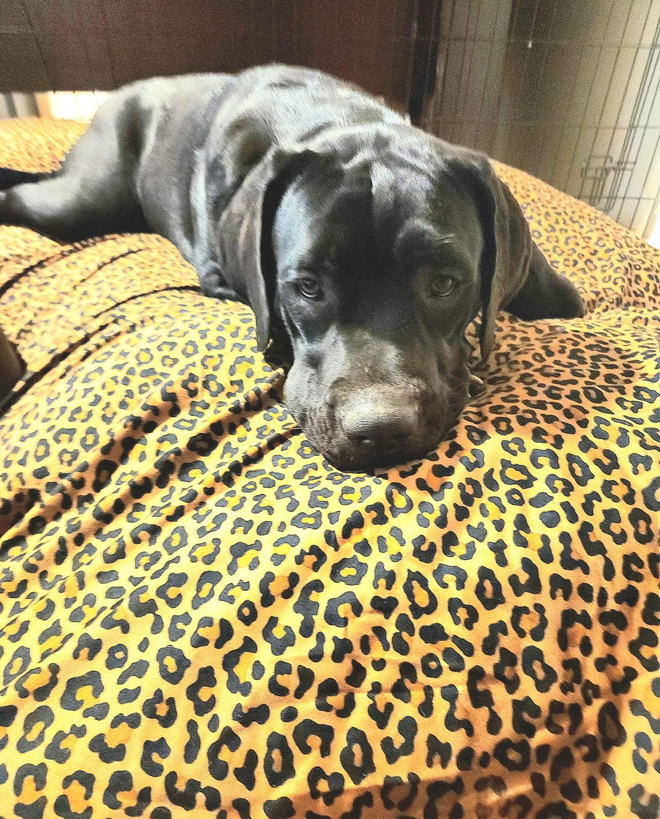 Enlarge Stormy, a Adoptable Cane Corso in Glendale, AZ image 3/3