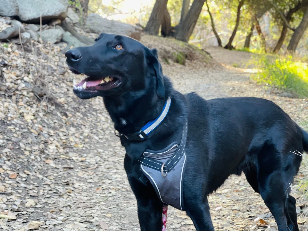King, Adopted, Young Male Labrador Retriever.