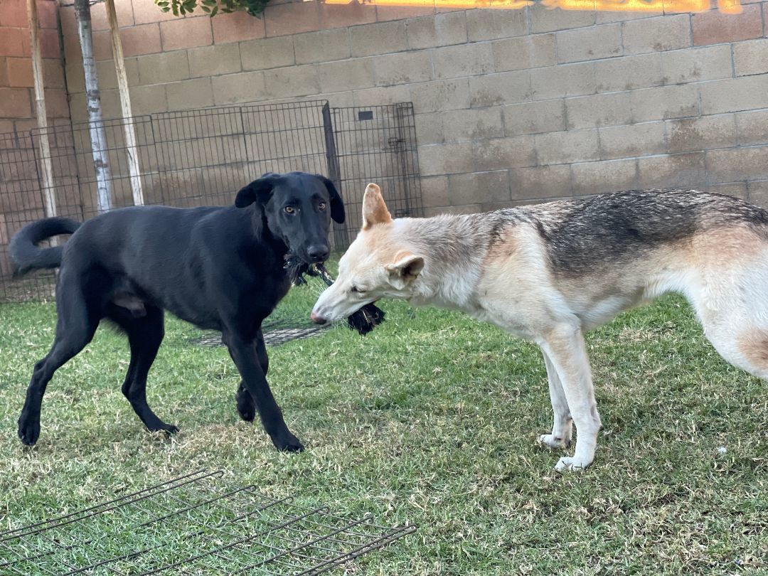 Enlarge King, a Adopted Labrador Retriever in Los Angeles, CA image 2/5