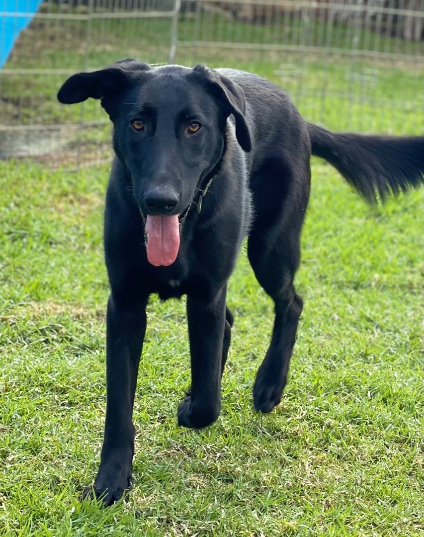 Enlarge King, a Adopted Labrador Retriever in Los Angeles, CA image 3/5