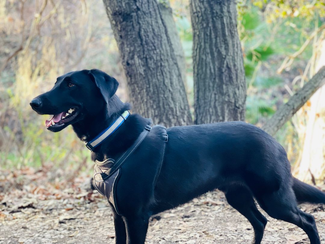 Enlarge King, a Adopted Labrador Retriever in Los Angeles, CA image 4/5