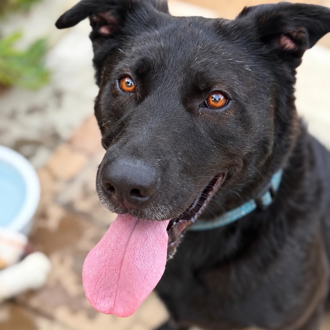 Taz, Adoptable, Adult Male Australian Kelpie & Belgian Shepherd / Malinois.