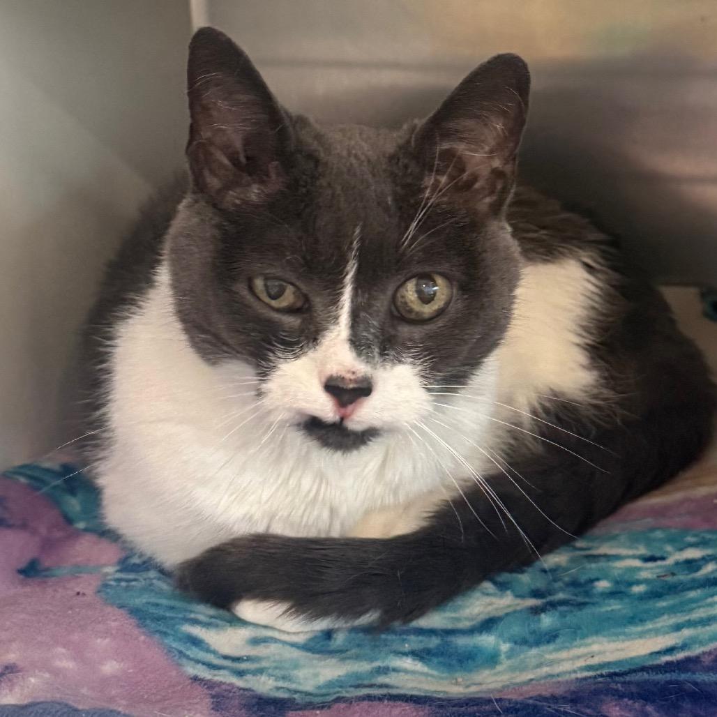 Enlarge Kity cat, a Adoptable Domestic Medium Hair in Cedaredge, CO image 1/4
