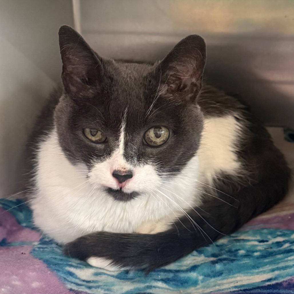 Enlarge Kity cat, a Adoptable Domestic Medium Hair in Cedaredge, CO image 2/4