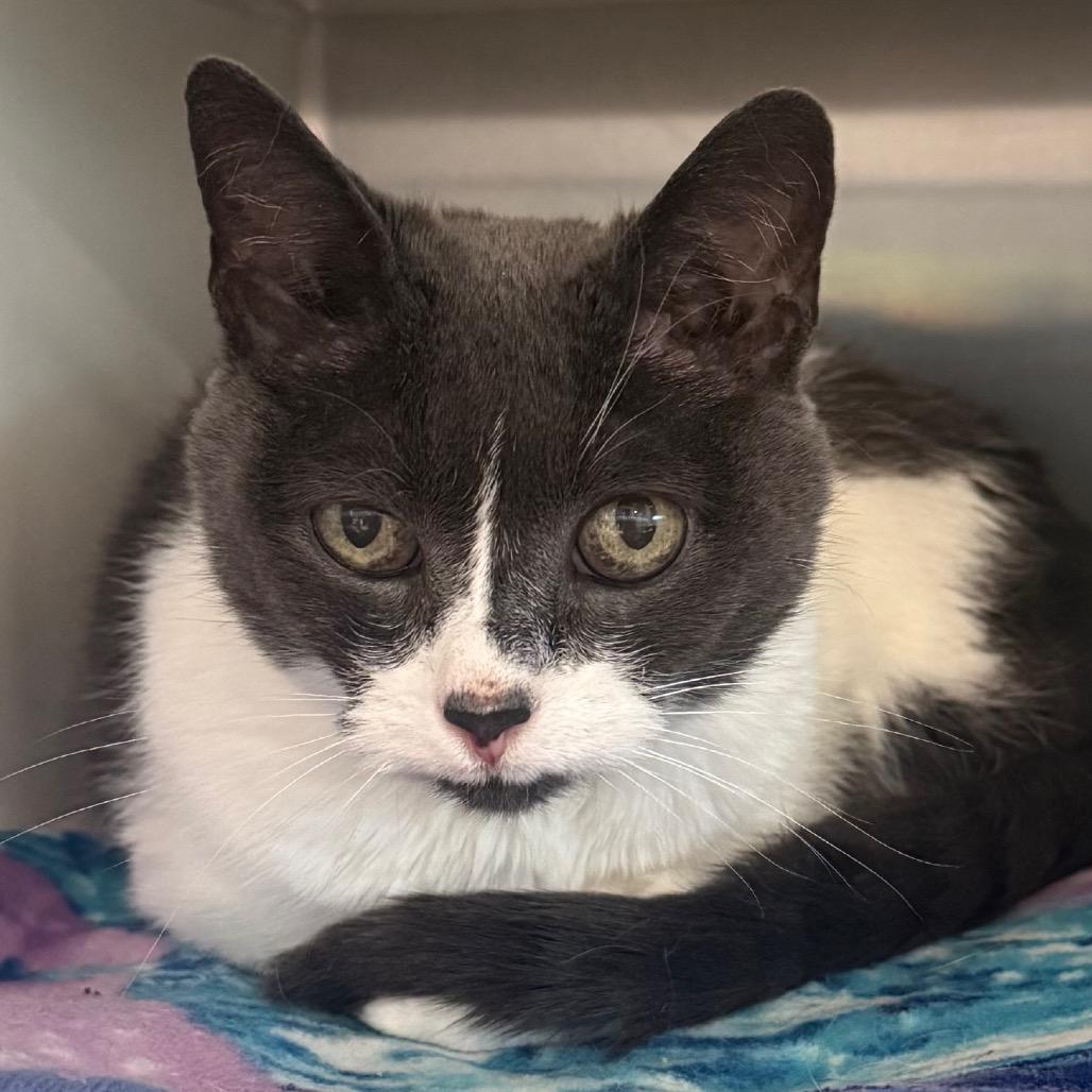 Enlarge Kity cat, a Adoptable Domestic Medium Hair in Cedaredge, CO image 4/4