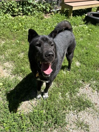 Enlarge Shiloh, a ADOPTABLE Mixed Breed in Lafayette, IN image 1/1