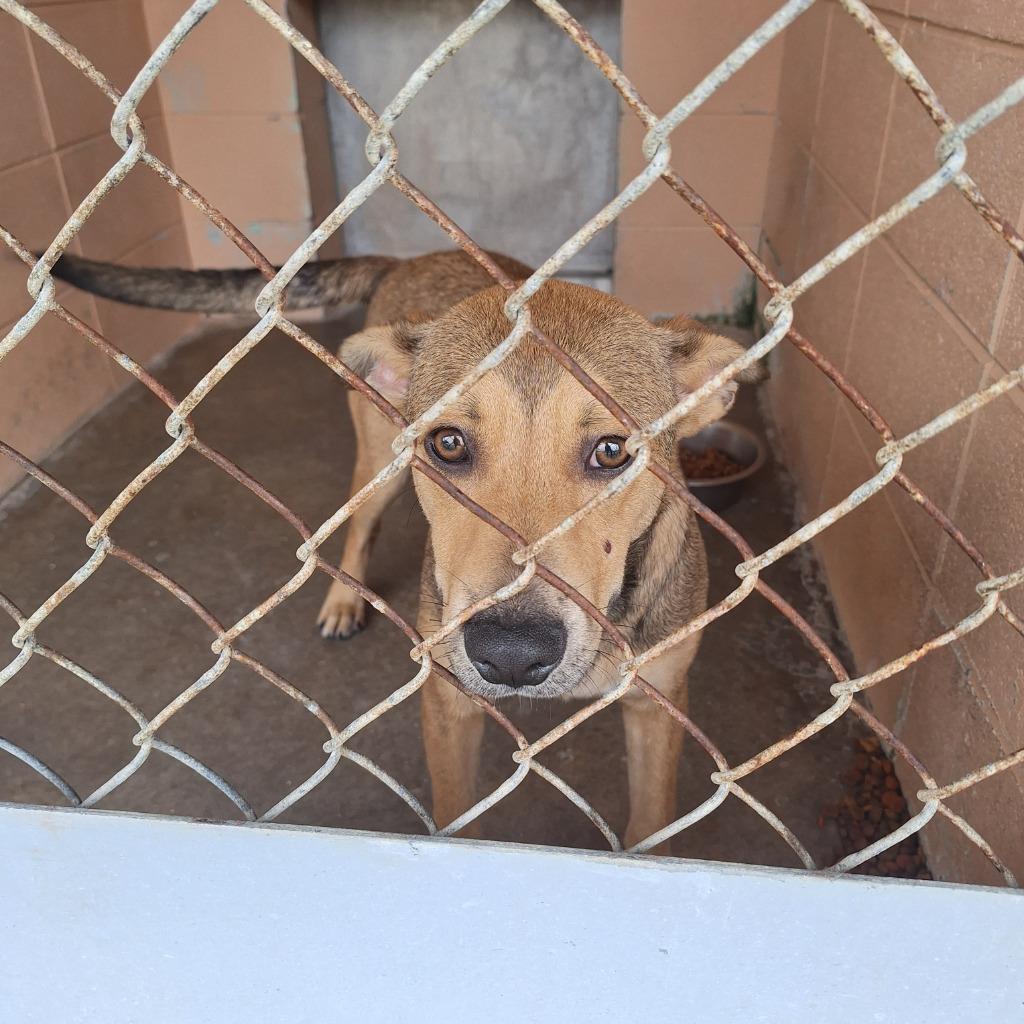 Jake, Adoptable, Young Male Shepherd.