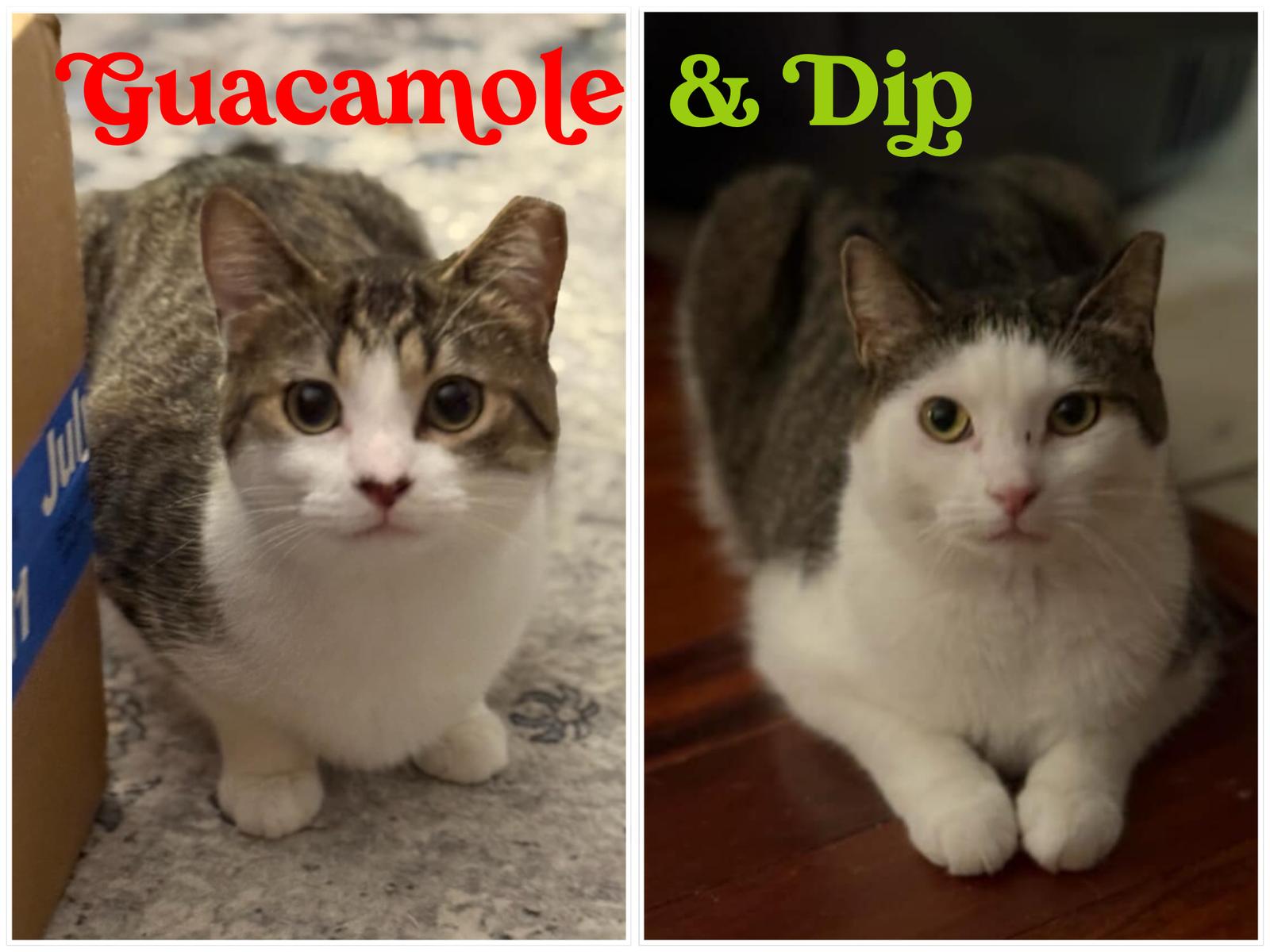 Guacamole & Dip, a Adoptable Domestic Short Hair in Crystal, MN image 1/3