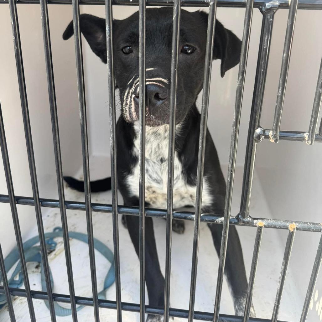 Thor, a Adoptable Mixed Breed in Shinnston, WV image 1/2