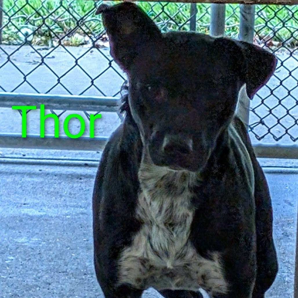 Thor, a Adoptable Mixed Breed in Shinnston, WV image 2/2