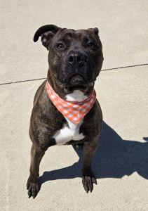 Buster, a ADOPTABLE mixed breed in Bucyrus, OH image 5/5