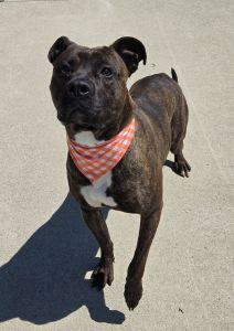 Buster, a ADOPTABLE mixed breed in Bucyrus, OH image 2/5