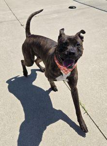 Buster, a ADOPTABLE mixed breed in Bucyrus, OH image 4/5