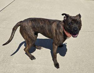 Buster, ADOPTABLE, Young Male Boxer & Pit Bull Terrier.
