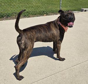Buster, a ADOPTABLE mixed breed in Bucyrus, OH image 3/5