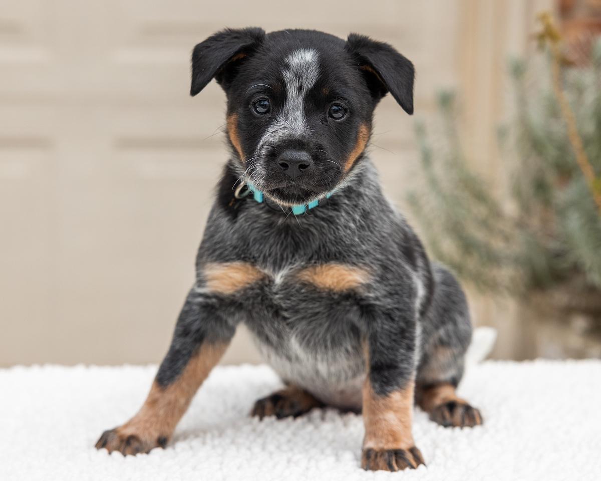 Enlarge Oreo, an adopted mixed breed in Pflugerville, TX image 4/4
