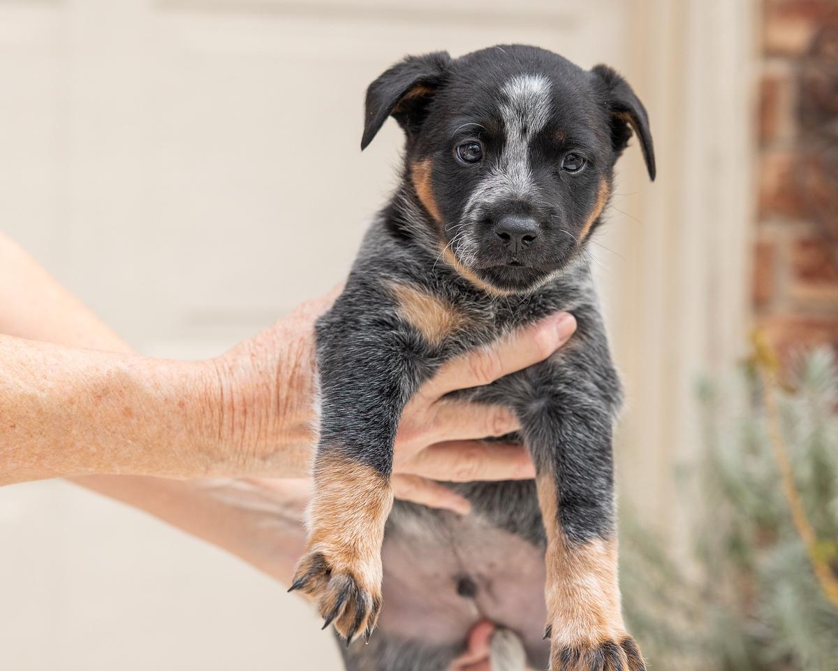 Enlarge Oreo, an adopted mixed breed in Pflugerville, TX image 3/4