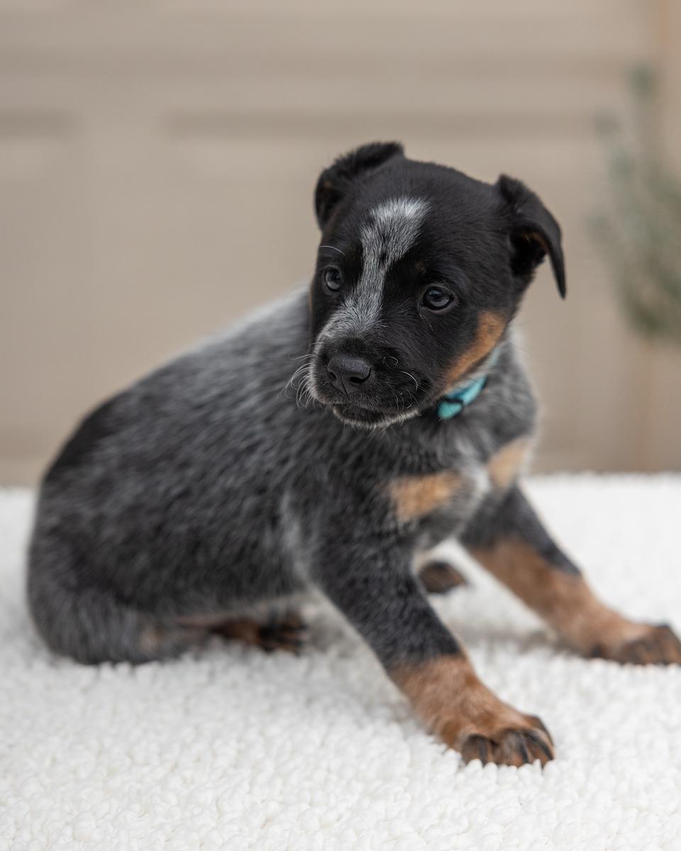 Enlarge Oreo, an adopted mixed breed in Pflugerville, TX image 2/4