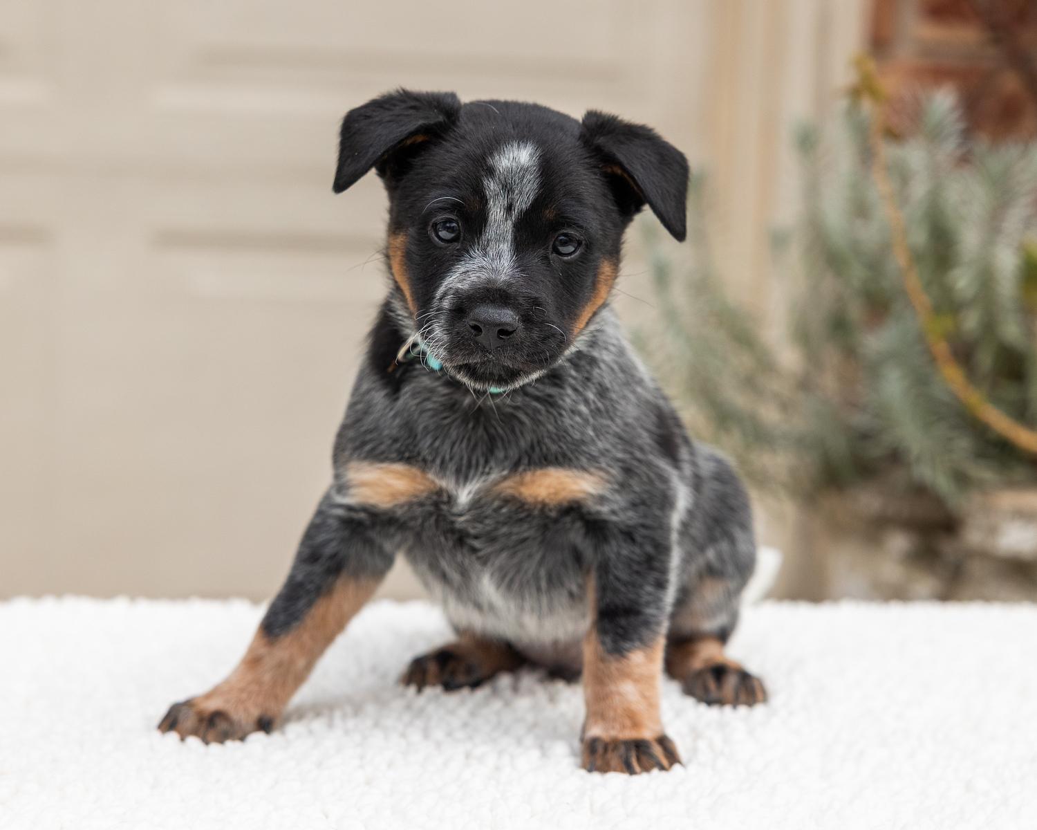 Oreo, adopted, Puppy Male Australian Cattle Dog / Blue Heeler.
