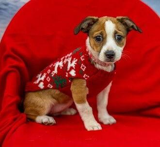 Lily D5724, Adoptable, Puppy Female Border Terrier.